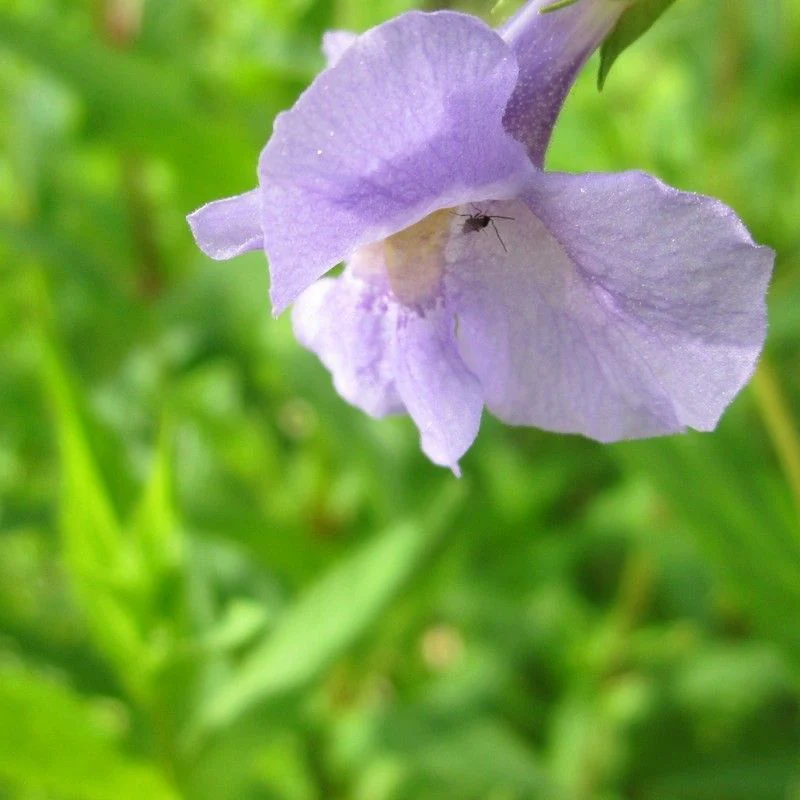 Anglo Aquatics Mimulus Ringens 9cm 3 Pack - Image 2
