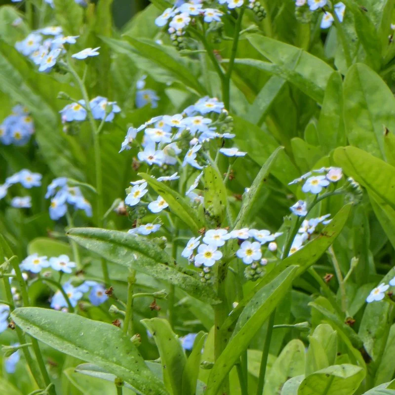 Anglo Aquatics Myosotis Scorpioides 3 Litre - Image 3