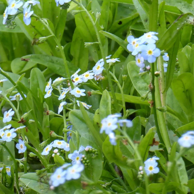 Anglo Aquatics Myosotis Scorpioides 3 Litre - Image 4