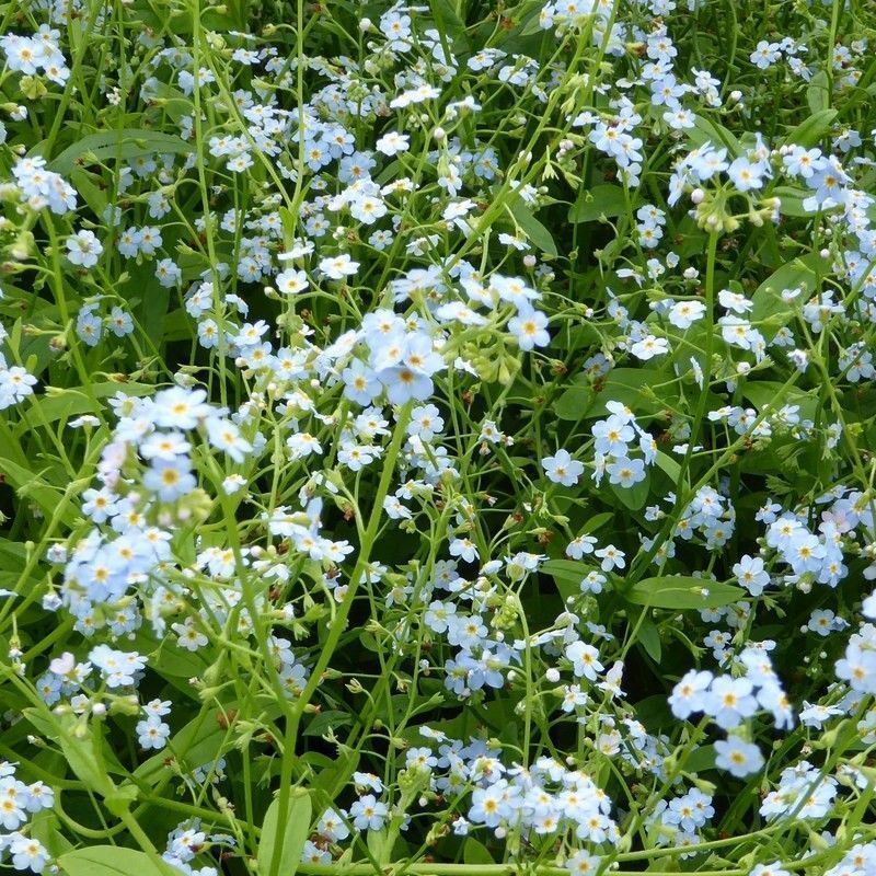 Anglo Aquatics Myosotis Scorpioides 9cm 3 Pack - Image 2