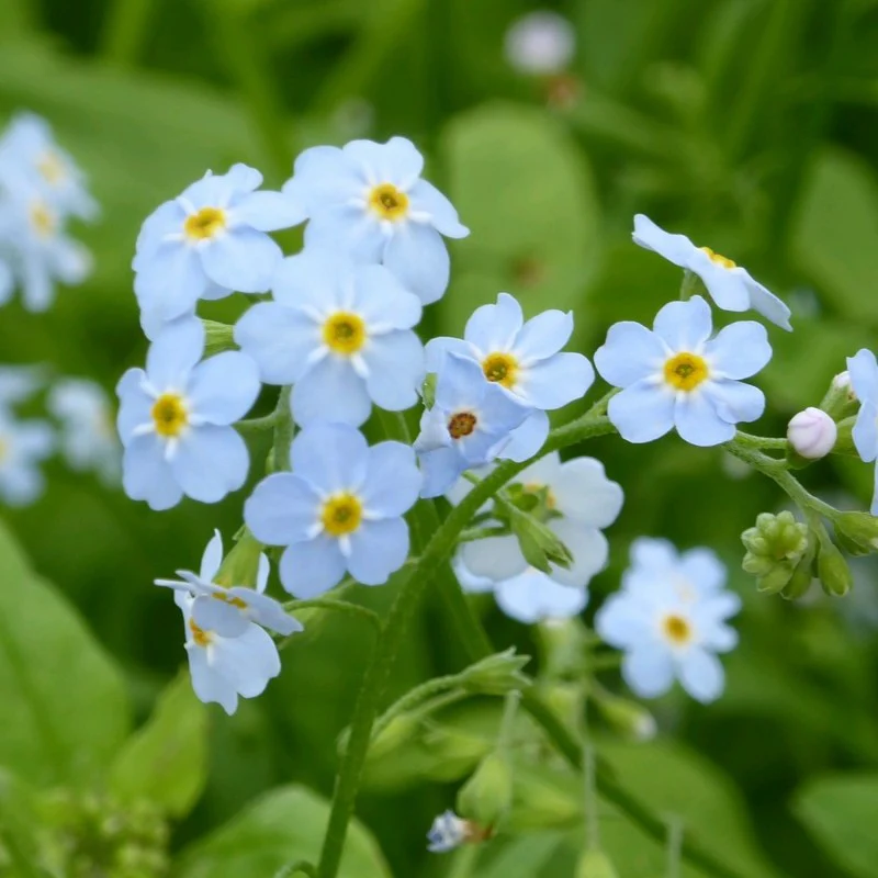 Anglo Aquatics Myosotis Scorpioides 9cm 3 Pack - Image 5