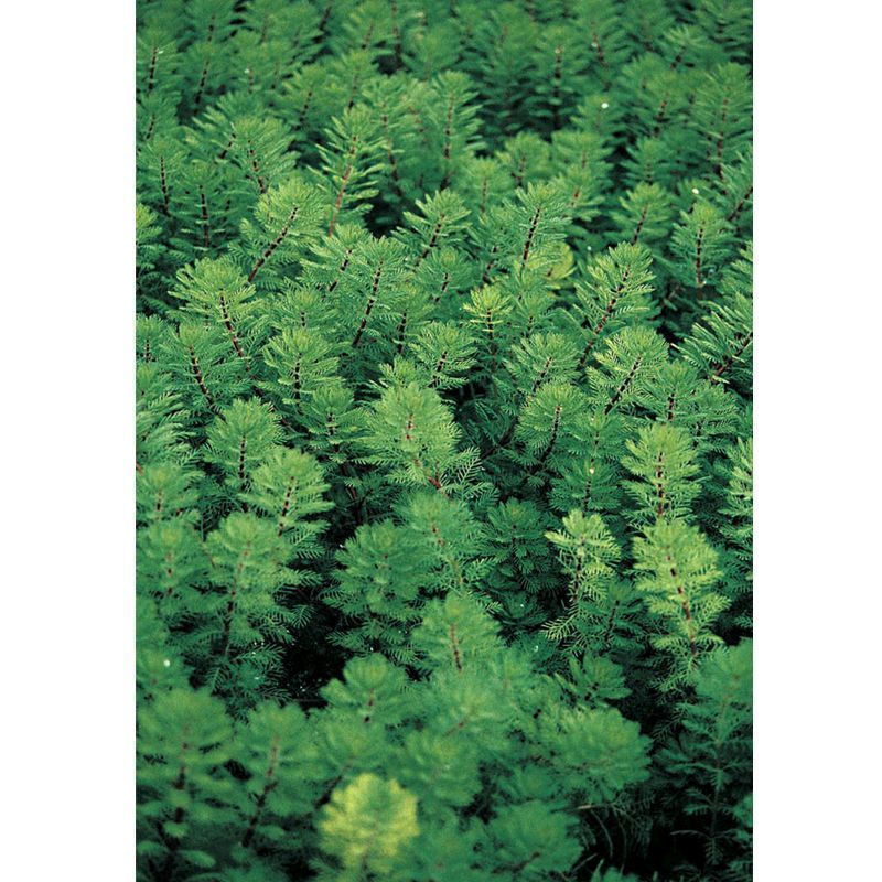 Anglo Aquatics Myriophyllum Brasiliensis Red Stem 9cm 3 Pack - Image 2