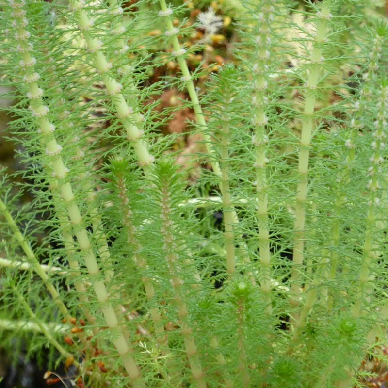 Anglo Aquatics Myriophyllum Crispatum 9cm 3 Pack - Image 2