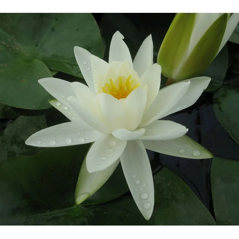 Anglo Aquatics Nymphaea Alba 30 Litre - Image 2