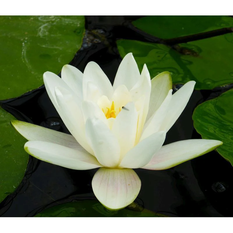 Anglo Aquatics Nymphaea Albatross 3 Litre - Image 2