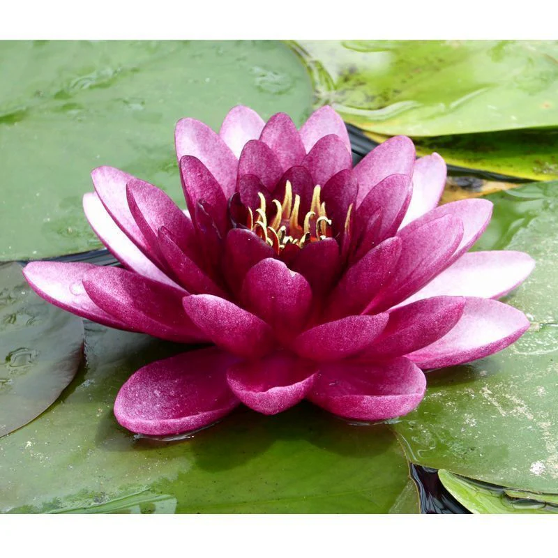 Anglo Aquatics Nymphaea Almost Black 3 Litre - Image 2