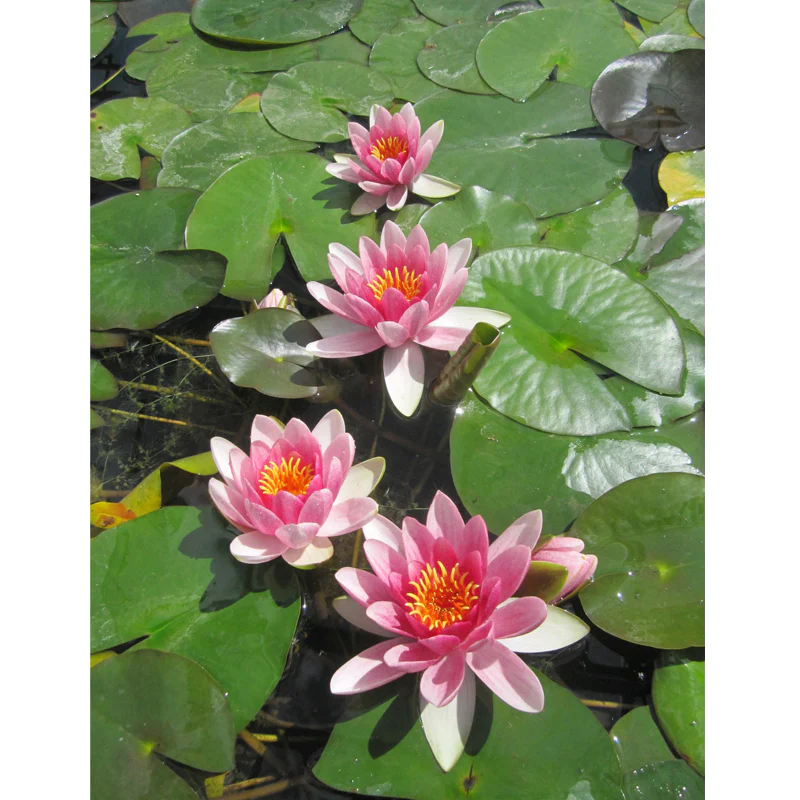 Anglo Aquatics Nymphaea Attraction 1 Litre - Image 3