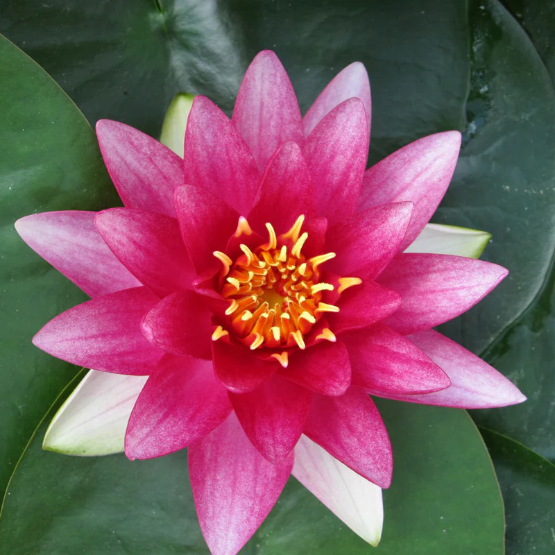 Anglo Aquatics Nymphaea Attraction 1 Litre - Image 4