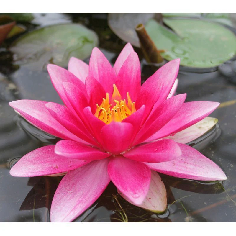 Anglo Aquatics Nymphaea Attraction 3 Litre - Image 2