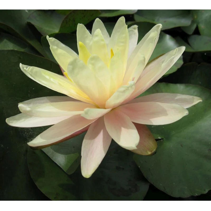 Anglo Aquatics Nymphaea Barbara Dobbins 30 Litre - Image 2