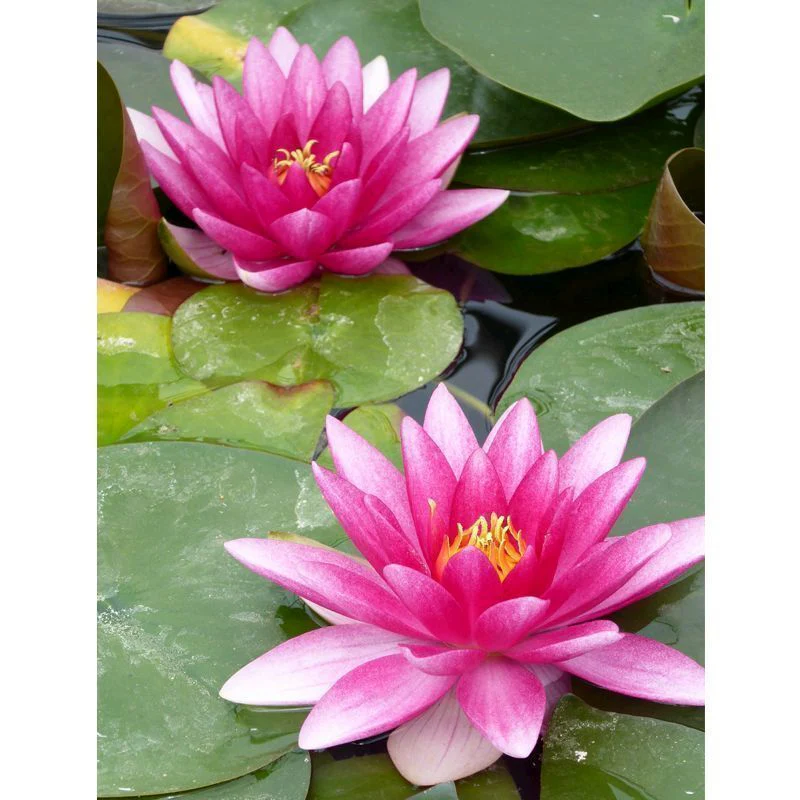 Anglo Aquatics Nymphaea Charles De Meurville 3 Litre - Image 2