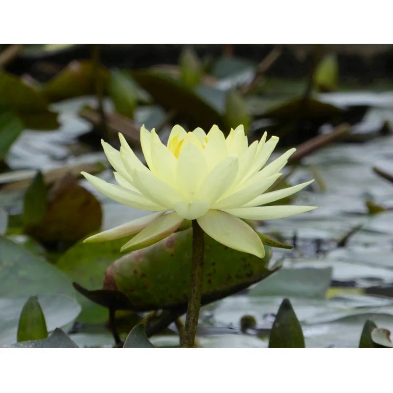 Anglo Aquatics Nymphaea Joey Tomocik 3 Litre - Image 2