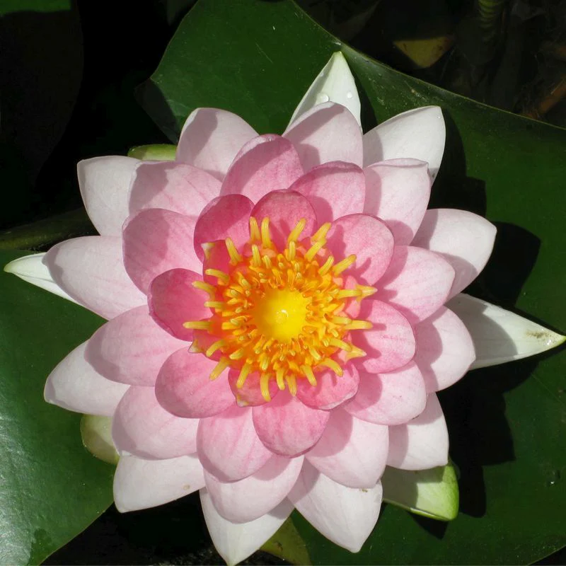 Anglo Aquatics Nymphaea Madame Wilfron Gonnere 10 Litre - Image 2