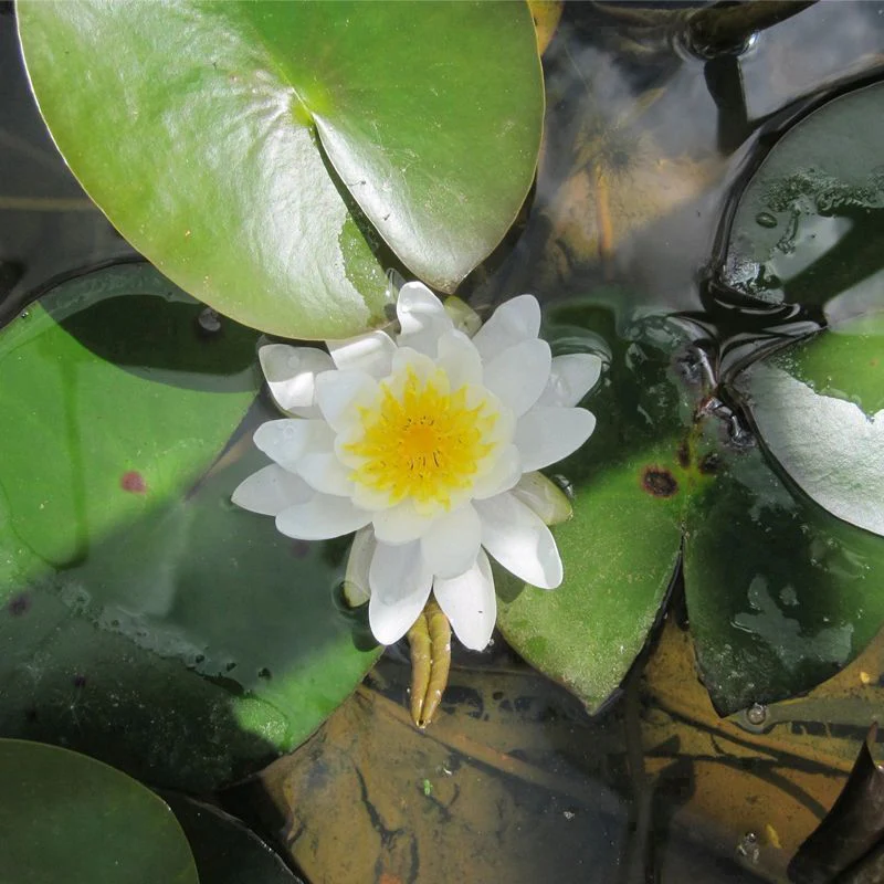 Anglo Aquatics Nymphaea Marliacea Albida 3 Litre - Image 2