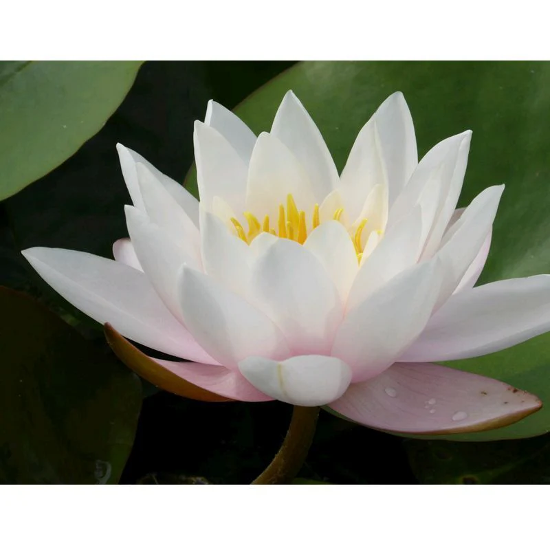 Anglo Aquatics Nymphaea Marliacea Carnea 30 Litre - Image 2