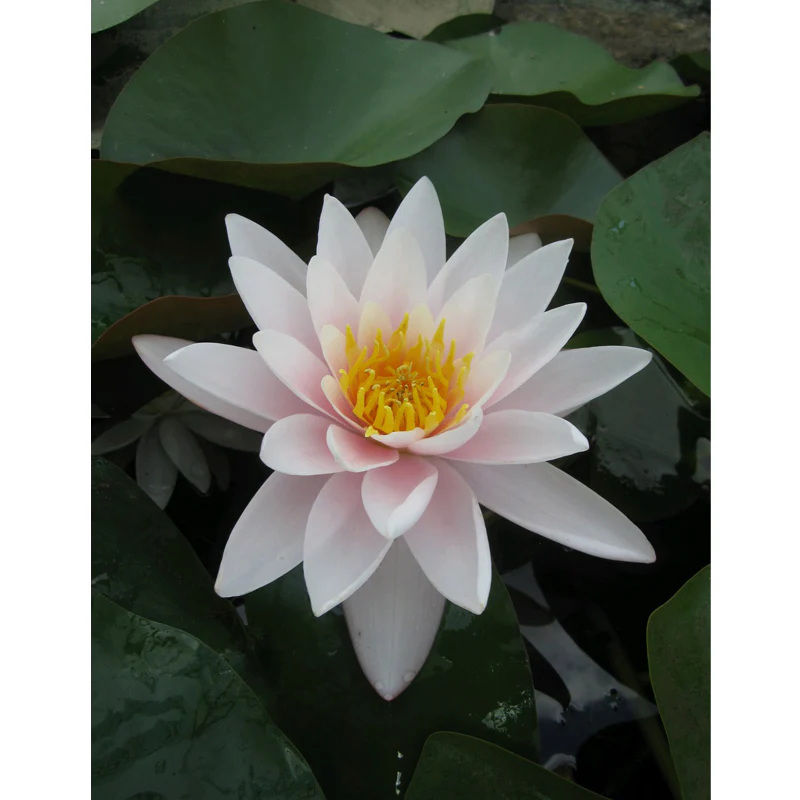 Anglo Aquatics Nymphaea Marliacea Carnea 30 Litre - Image 3