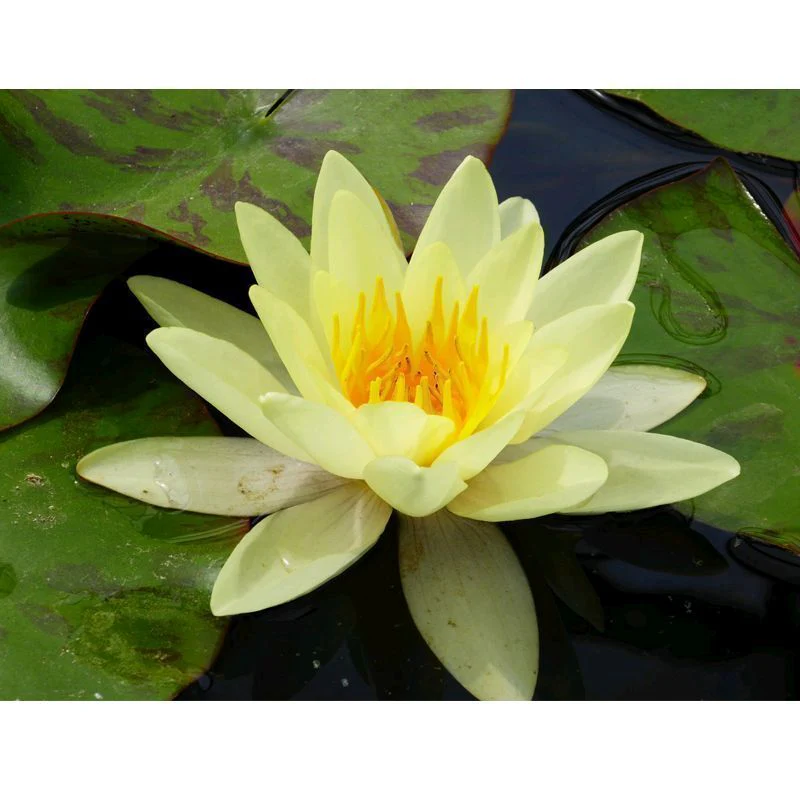 Anglo Aquatics Nymphaea Marliacea Chromatella 10 Litre - Image 2