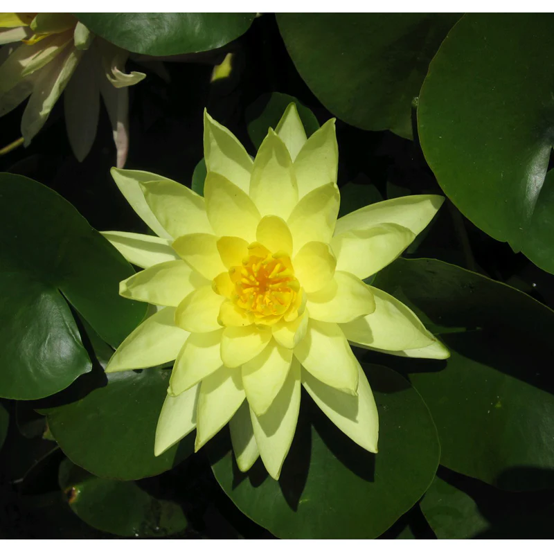 Anglo Aquatics Nymphaea Marliacea Chromatella 3 Litre - Image 3