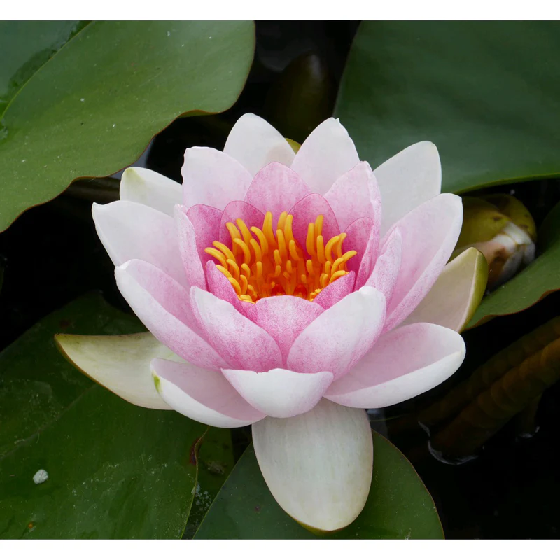 Anglo Aquatics Nymphaea Mrs Richmond 3 Litre - Image 3