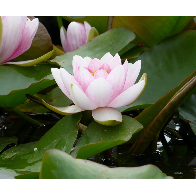 Anglo Aquatics Nymphaea Mrs Richmond 3 Litre - Image 4