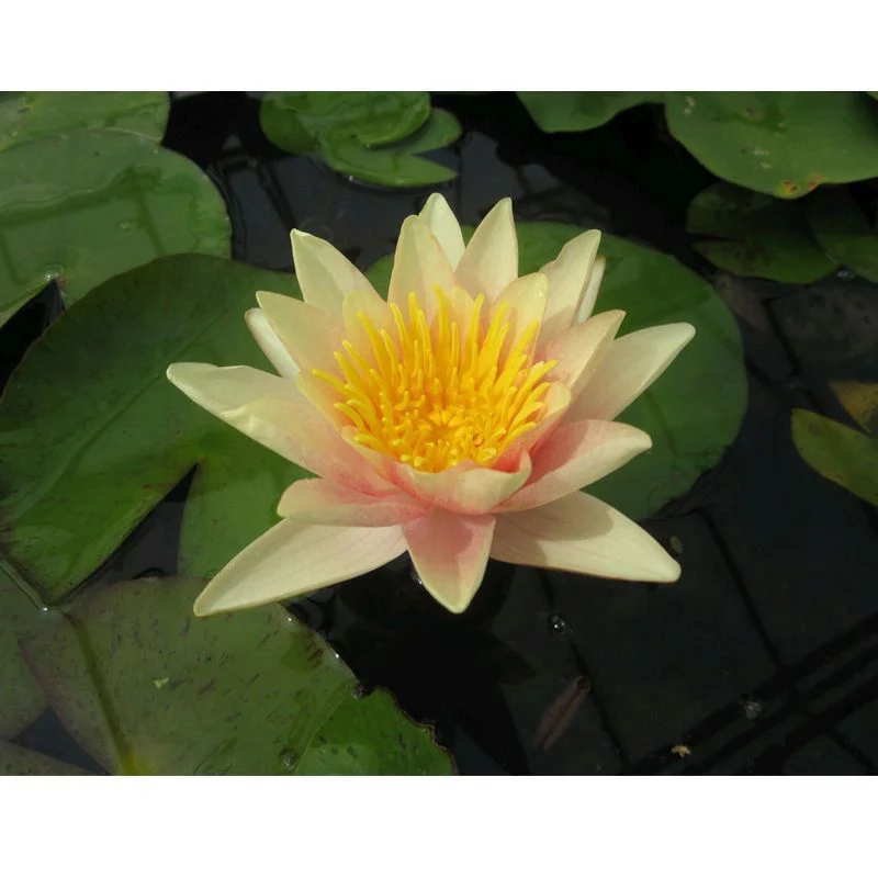 Anglo Aquatics Nymphaea Paul Hariot 30 Litre - Image 2