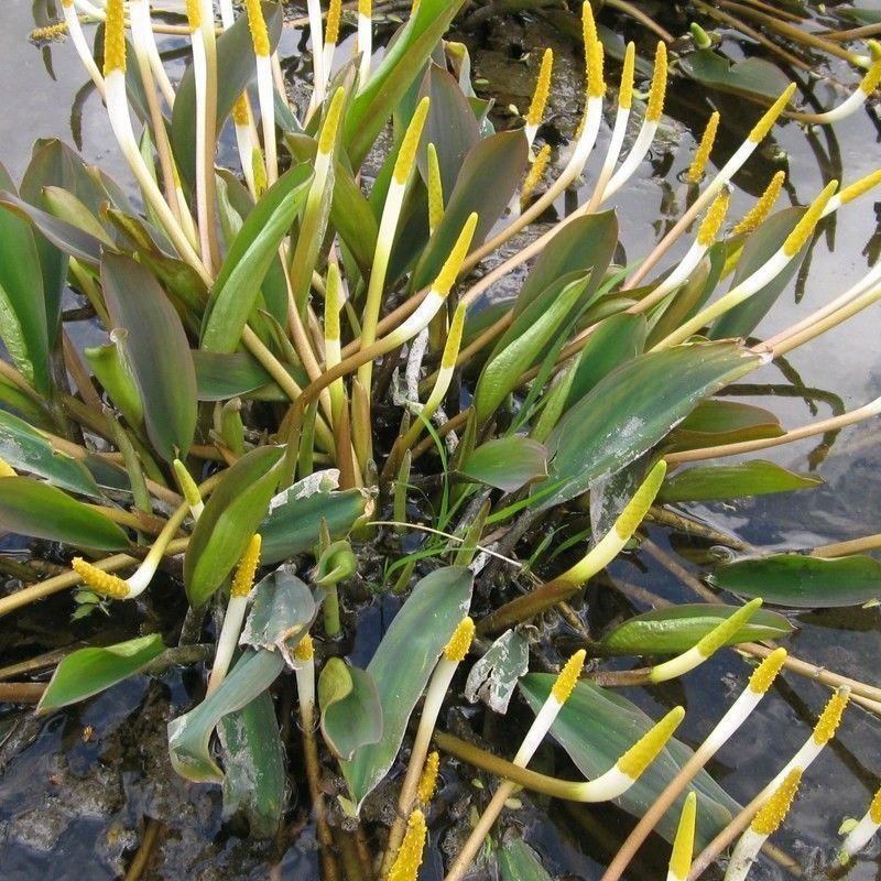 Anglo Aquatics Orontium Aquaticum 1 Litre - Image 2