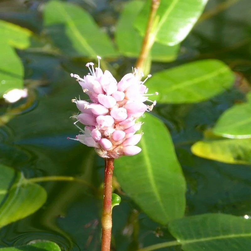 Anglo Aquatics Persicaria Amphibia 9cm 3 Pack - Image 2