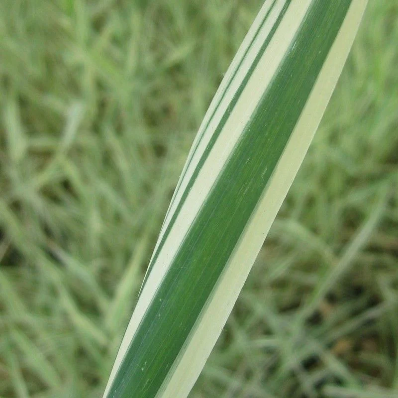 Anglo Aquatics Phalaris Arundinacea Var Picta 3 Litre - Image 2