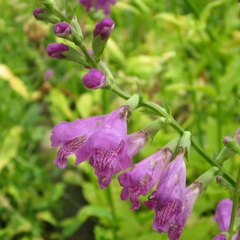 Anglo Aquatics Physostegia Virginiana 1 Litre - Image 2