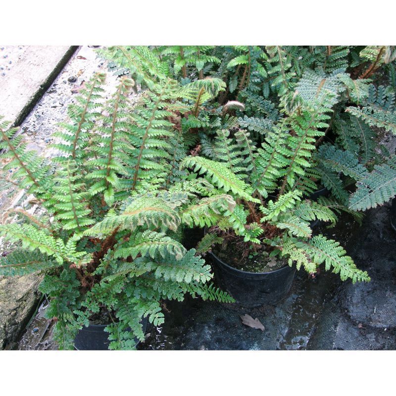 Anglo Aquatics Polystichum Polyblepharum 9cm 3 Pack - Image 2