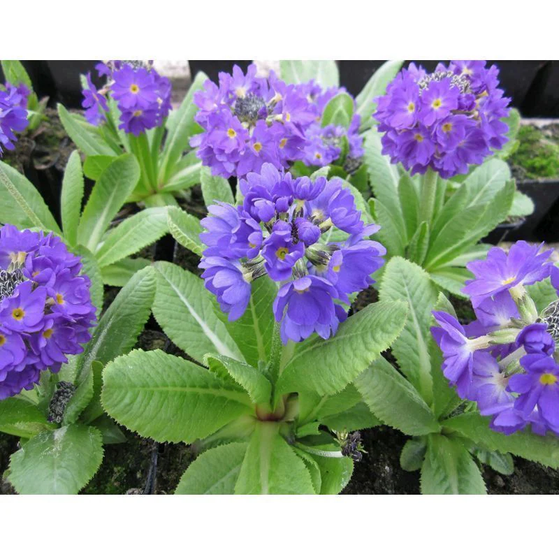 Anglo Aquatics Primula Denticulata 9cm 3 Pack - Image 2
