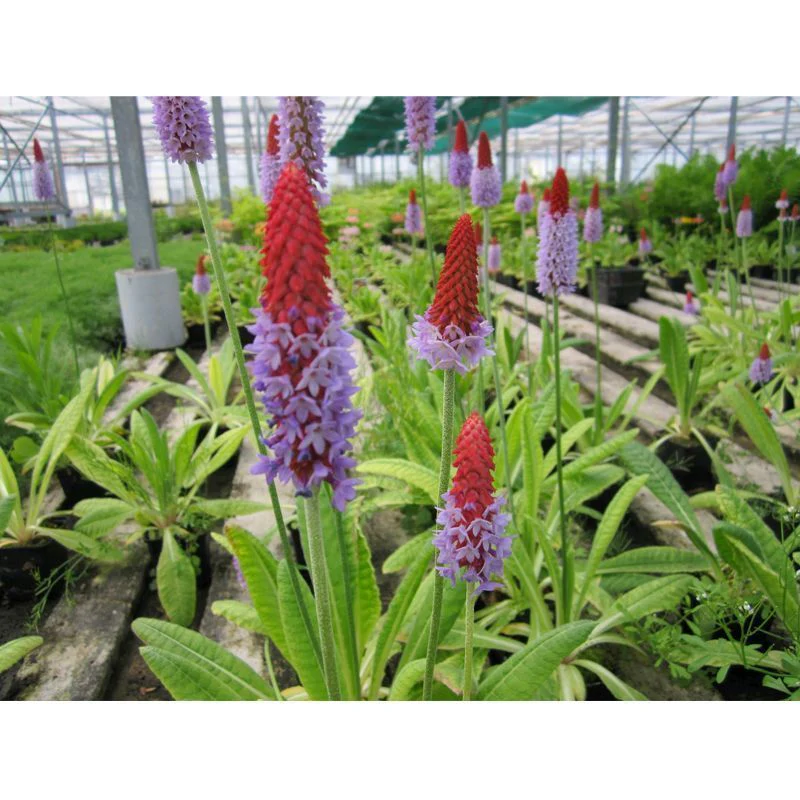 Anglo Aquatics Primula Vialii 9cm 3 Pack - Image 2