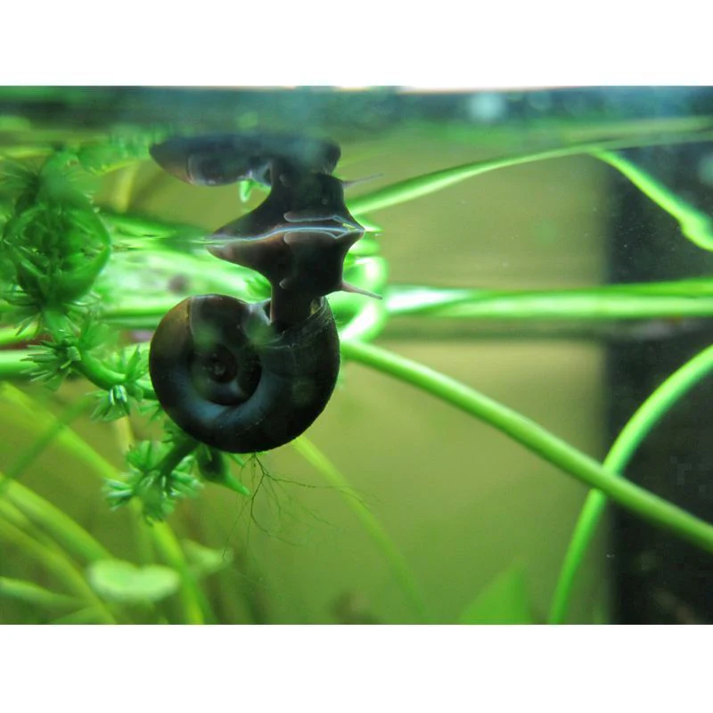 Anglo Aquatics Ramshorn Snails Planorbis Corneus 5 Pack - Image 2