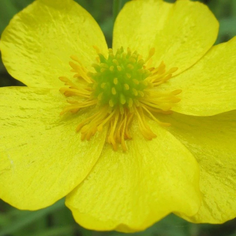 Anglo Aquatics Ranunculus Flammula 1 Litre - Image 2