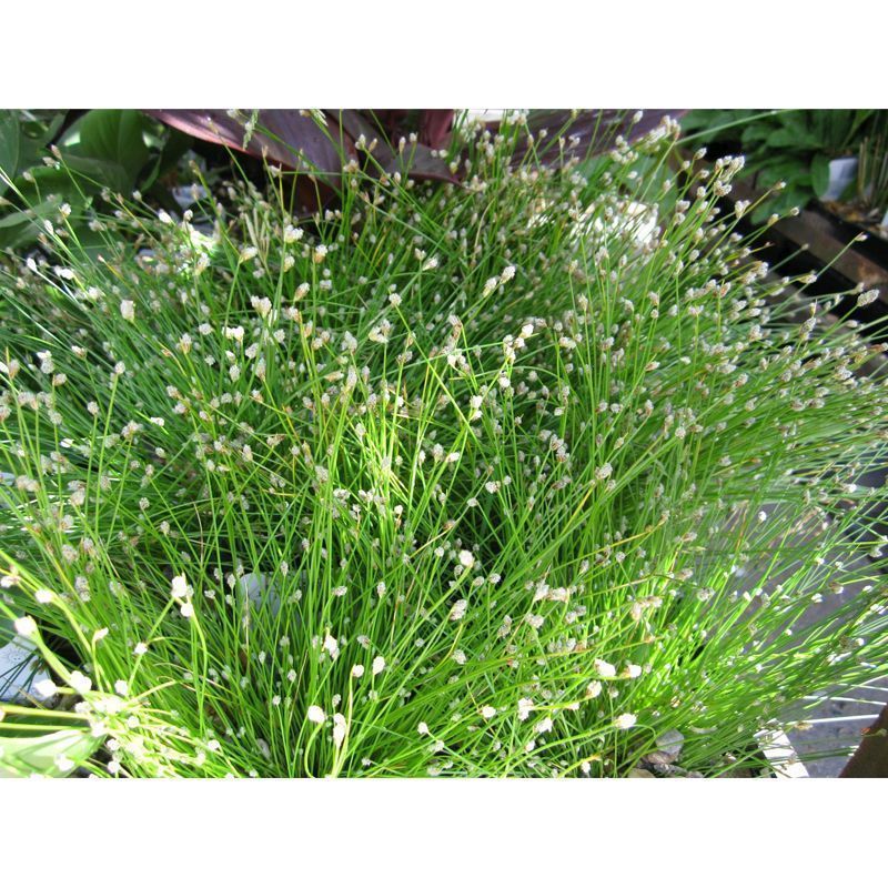 Anglo Aquatics Scirpus Cernuus 9cm - Image 2