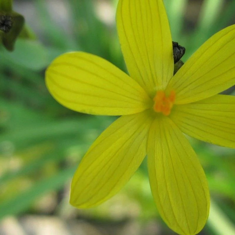 Anglo Aquatics Sisyrinchium Californicum 1 Litre 3 Pack - Image 2