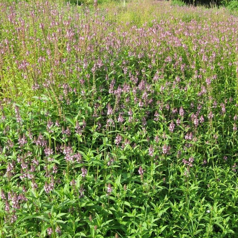 Anglo Aquatics Stachys Palustris 3 Litre - Image 2
