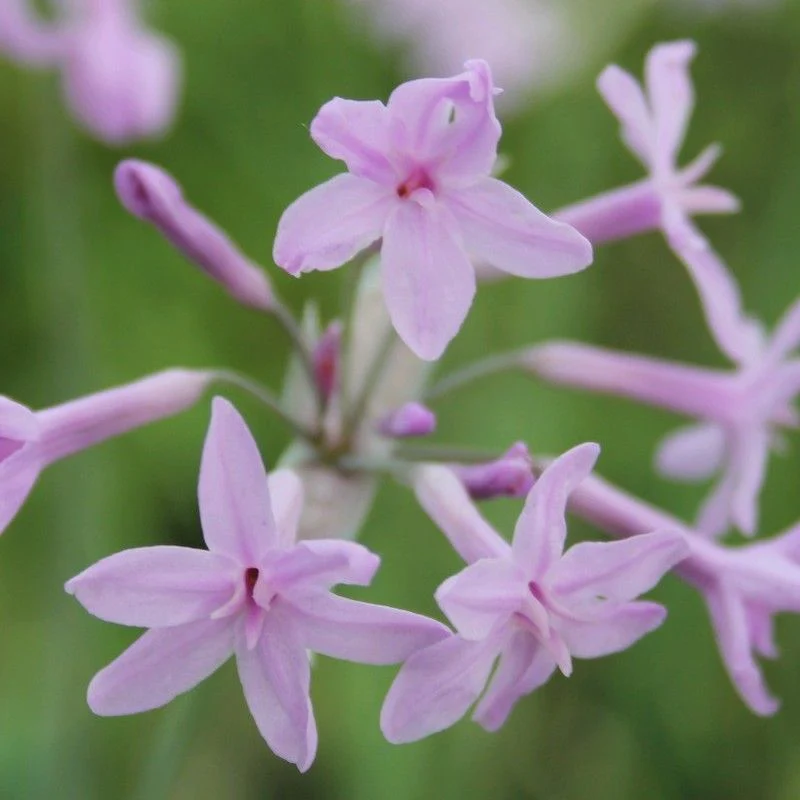 Anglo Aquatics Tulbaghia Violacea 9cm - Image 2