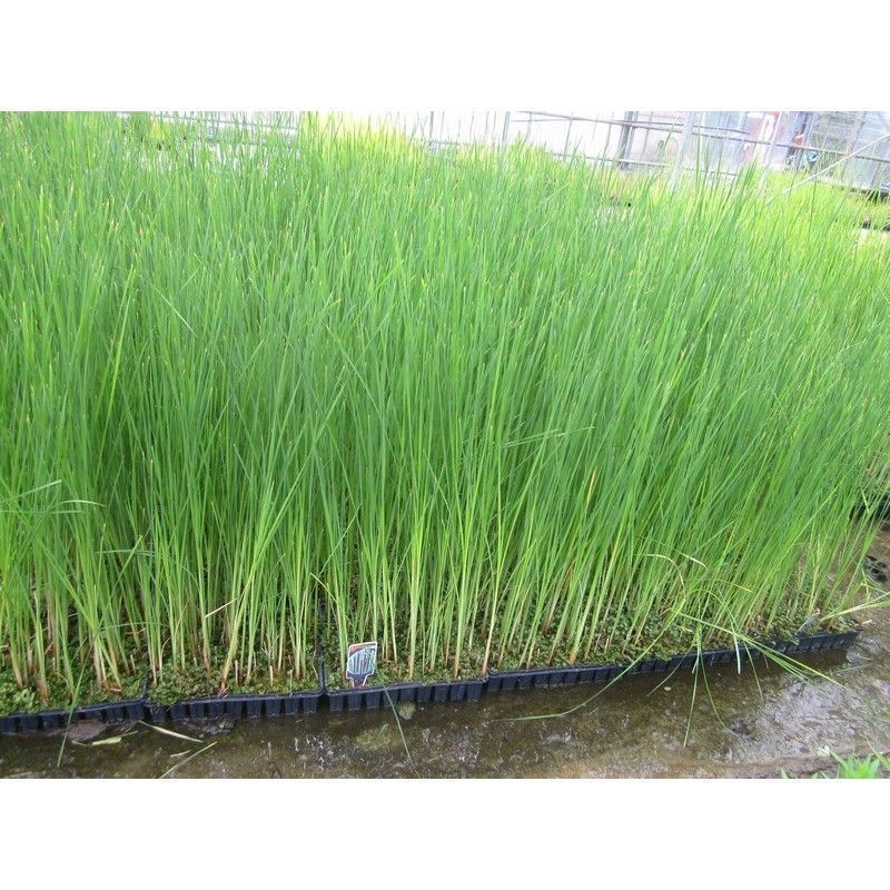 Anglo Aquatics Typha Angustifolia 9cm 3 Pack - Image 2