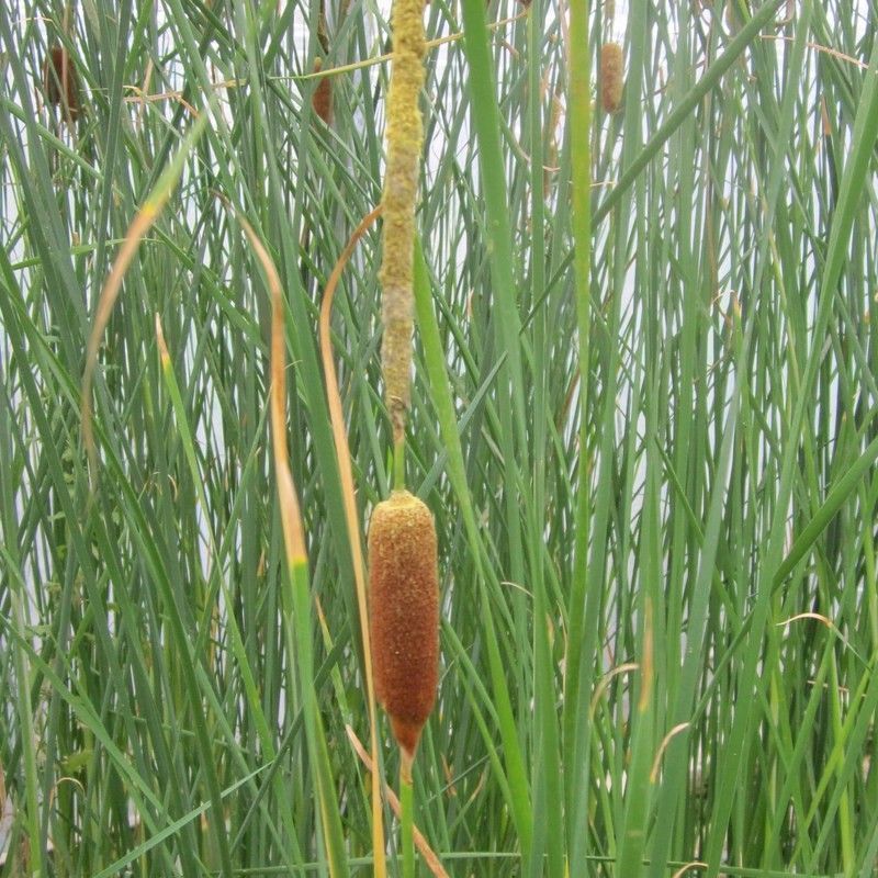 Anglo Aquatics Typha Gracilis 5 Litre - Image 2