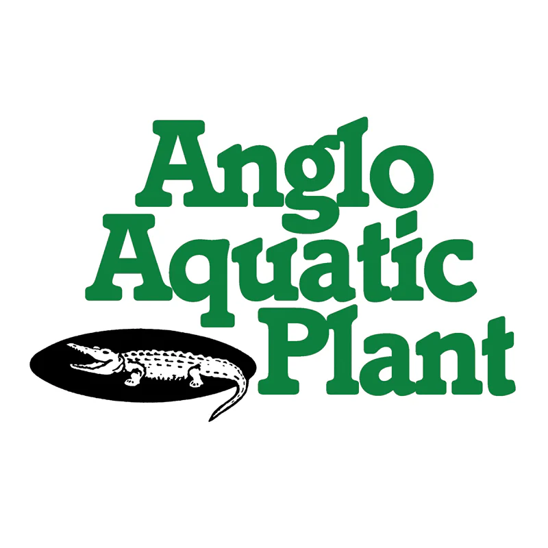 Anglo Aquatics Typha Latifolia 1 Litre - Image 2