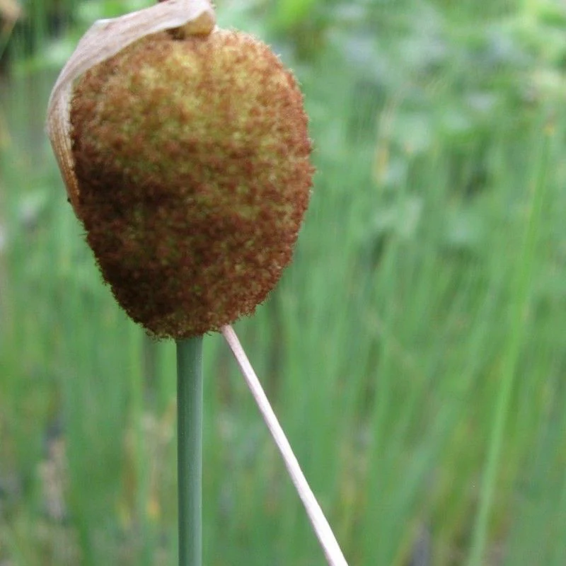Anglo Aquatics Typha Minima 3 Litre - Image 2