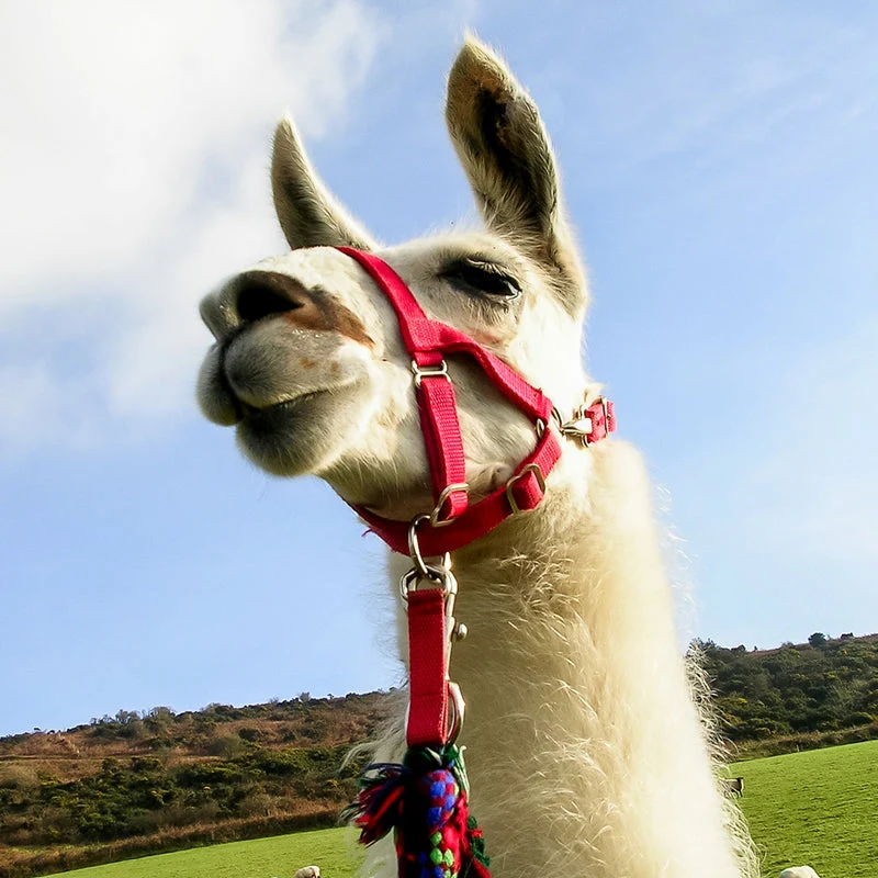 Animal Encounters - Gift Experience - Image 2