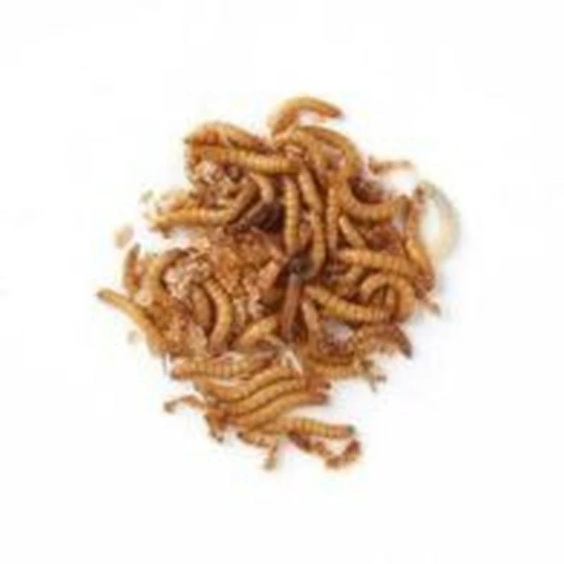 Dried Mealworms Bird Feed By Nature Watch - 100g Bag - Image 2