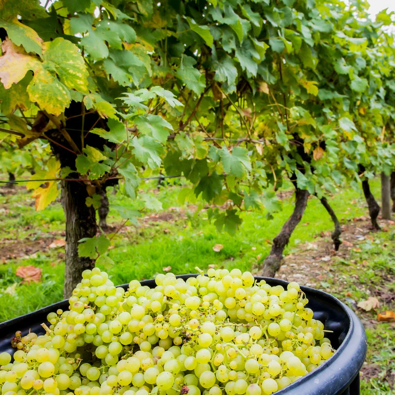 Deluxe English Vineyard Discovery - Gift Experience - Image 2