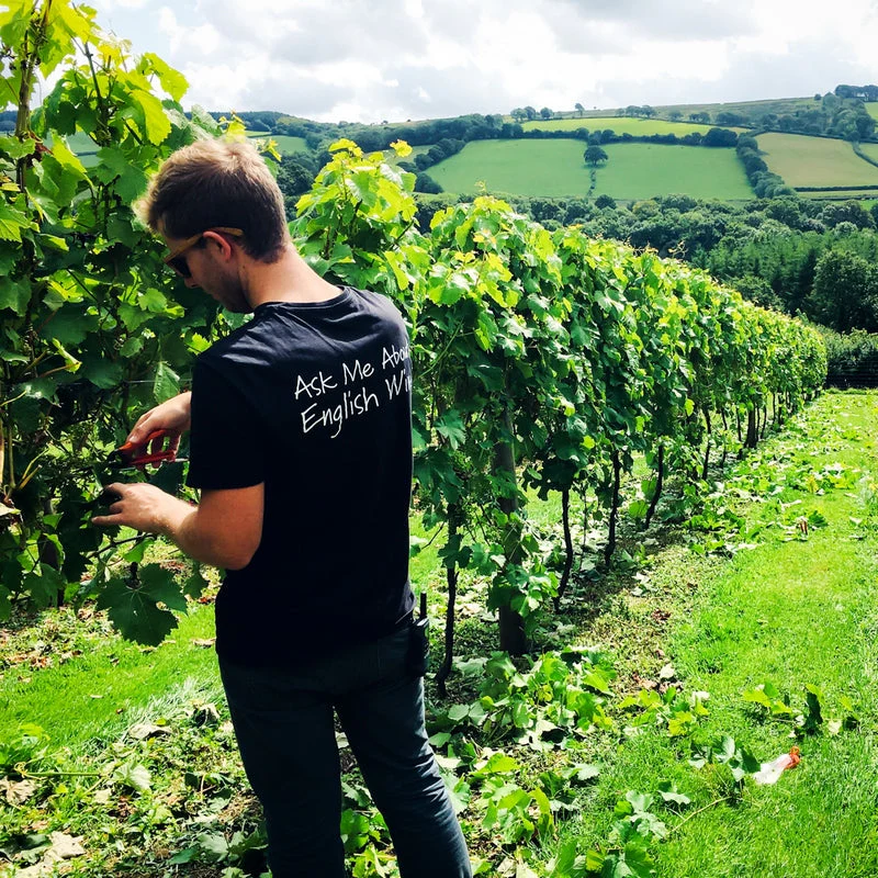 Deluxe English Vineyard Discovery - Gift Experience - Image 3