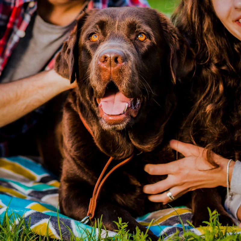 Dog Friendly Hotel Stays - Gift Experience - Image 5