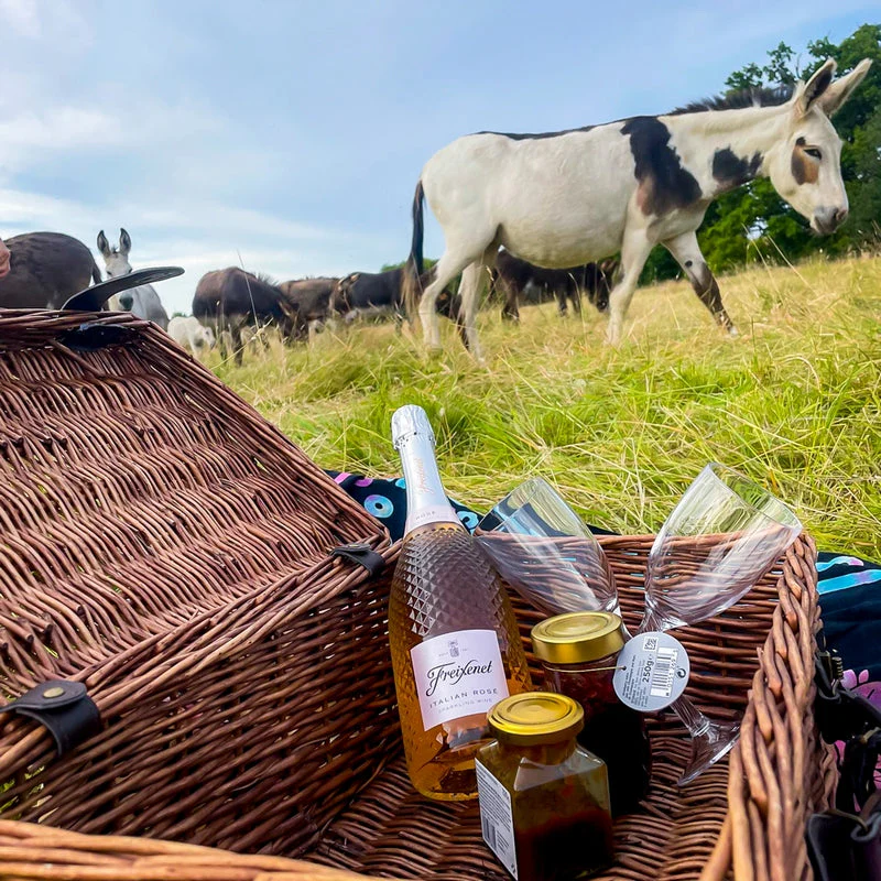 Donkey Picnic for Four at Dashing Donkeys  - Gift Experience - Image 2