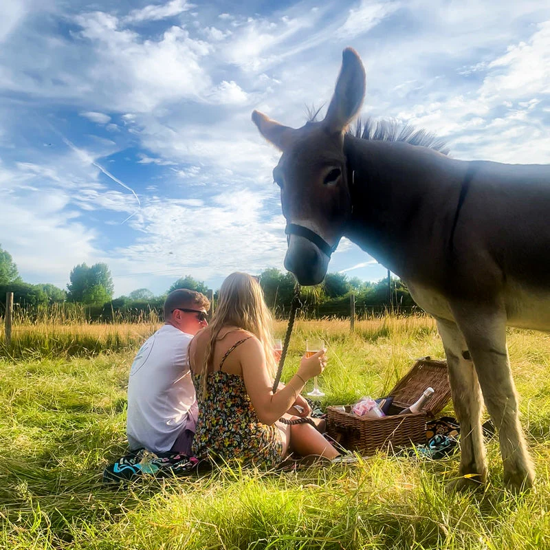 Donkey Picnic for Four at Dashing Donkeys  - Gift Experience - Image 3