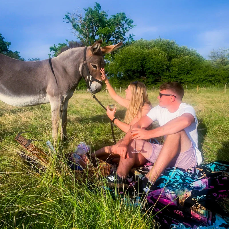 Donkey Picnic for Four at Dashing Donkeys  - Gift Experience - Image 4